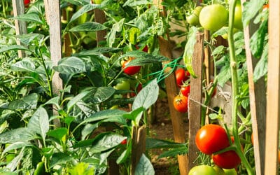 Keeping Your Food Garden Safe in a Greenhouse