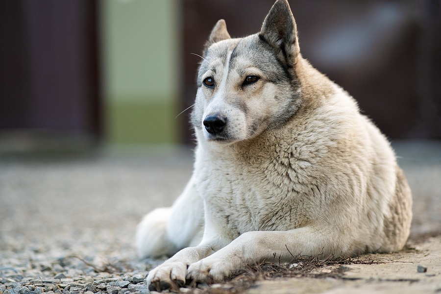 Safe Dog Kennel